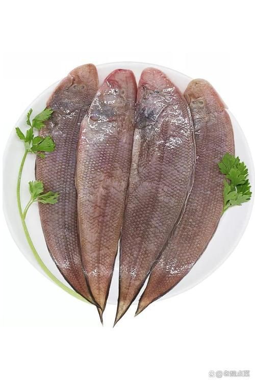 龍利魚長啥樣圖片