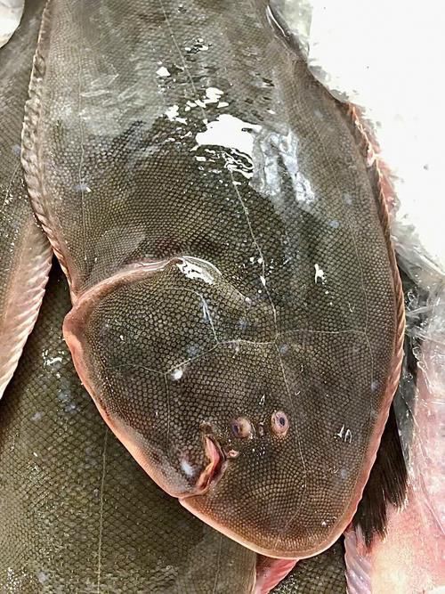 龍利魚長啥樣圖片