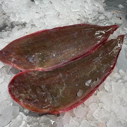 龍利魚長啥樣圖片