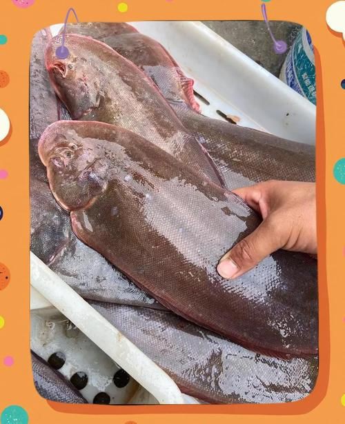 龍利魚長啥樣圖片