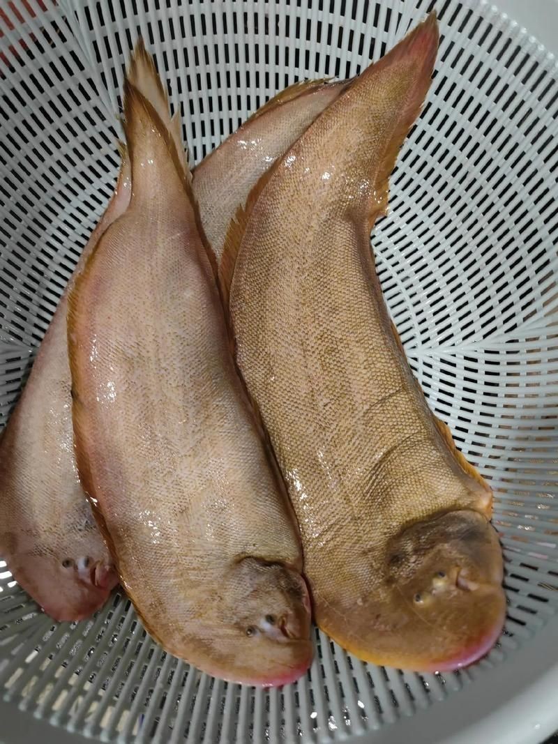 龍利魚長啥樣圖片