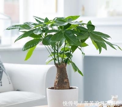 屬龍的適合養金魚嗎：屬龍人適合養金魚嗎？