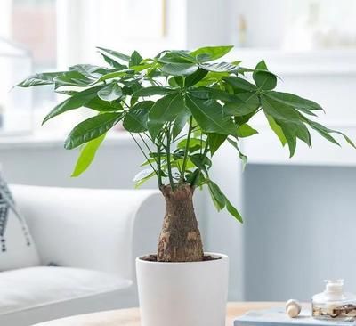 屬龍的適合養金魚嗎：屬龍人適合養金魚嗎？