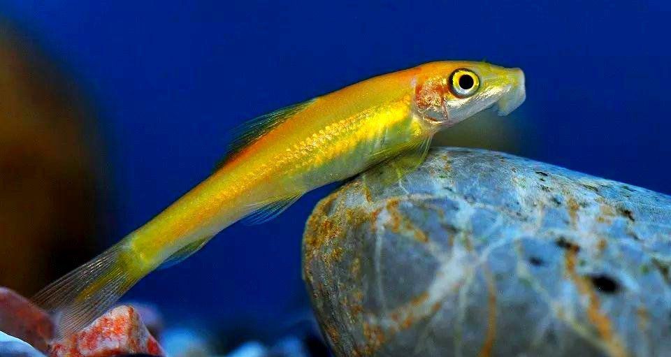 金苔鼠最忌三種魚