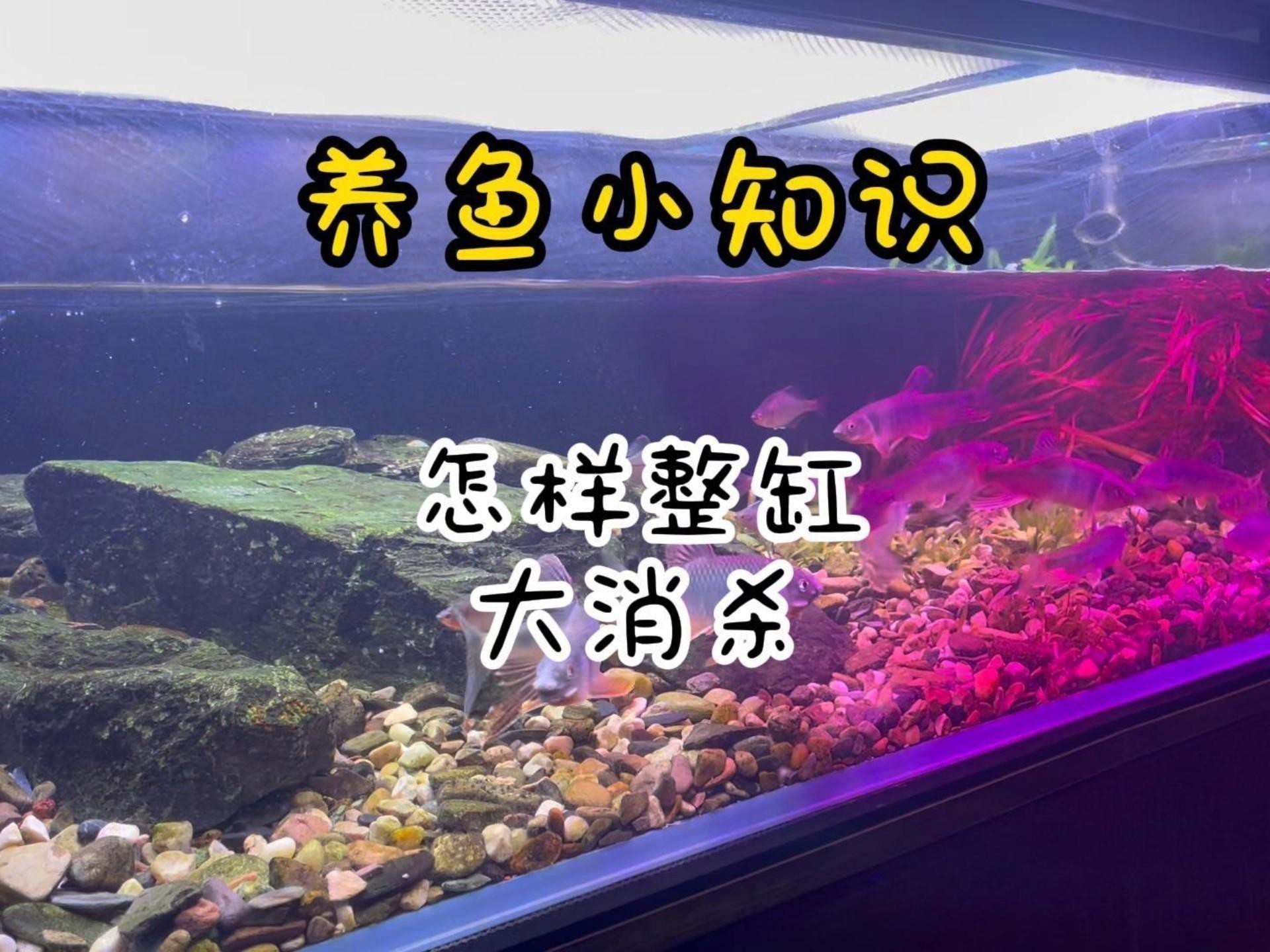 龍魚死亡后多久徹底消毒魚缸