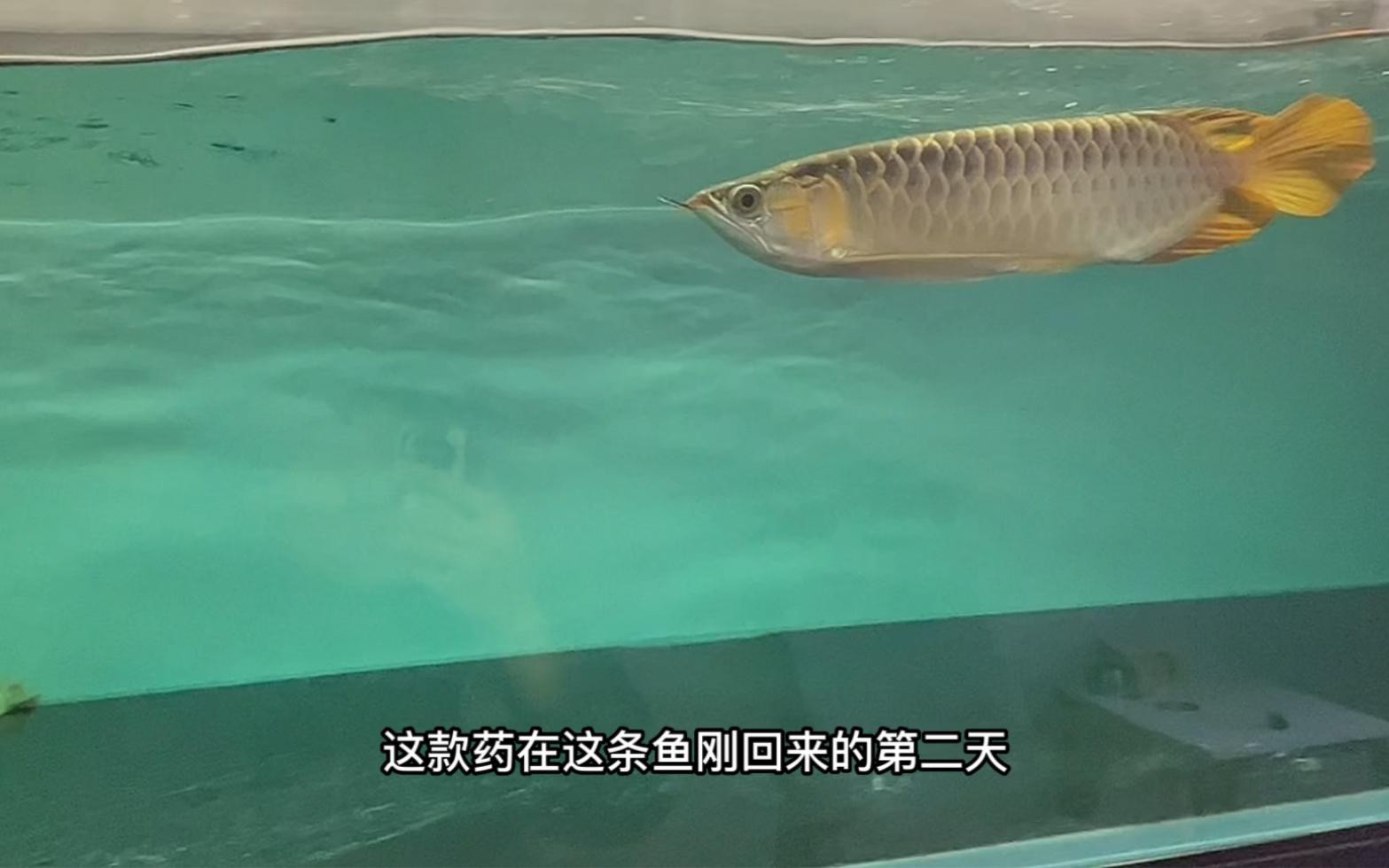 紅龍魚苗換水時需要加入什么嗎？