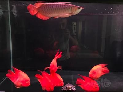 龍魚熱帶魚生物液可以放錦鯉缸里嗎