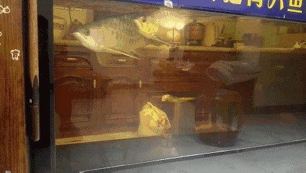 龍魚吃的肚子鼓鼓的怎么辦啊：龍魚肚子鼓起來可能是腹水病的癥狀，需要及時治療