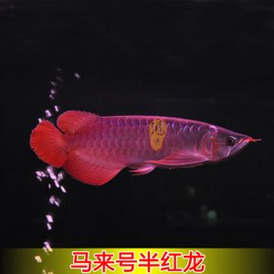 紅龍魚品牌等級分類標準圖：紅龍魚品牌分類標準圖