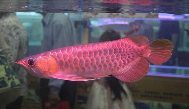 紅龍觀賞魚為什么這么值錢：紅龍觀賞魚為什么這么貴
