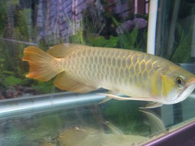 冷水龍魚有哪些顏色：冷水龍魚的顏色因其品種、個體差異以及生活環境的不同而有差異