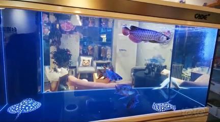 龍魚(yú)交流群：龍魚(yú)交流群飼養(yǎng)技巧分享：龍魚(yú)水質(zhì)管理方法分享