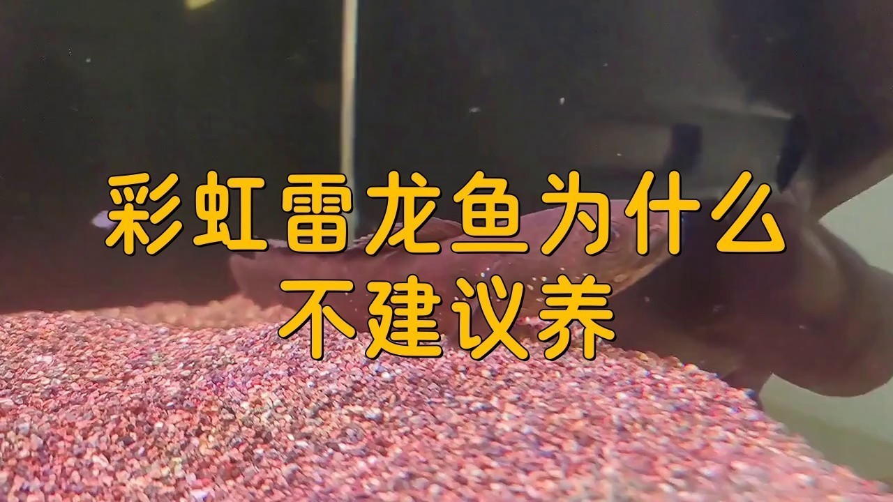 彩虹雷龍魚需要什么樣的水質？