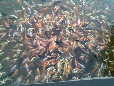 呼和浩特觀賞魚批發市場(呼和浩特寵物用品店推薦觀賞魚批發市場營業時間)