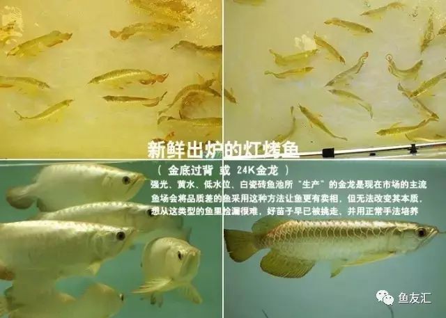 如何判斷金龍魚是否烤過色？