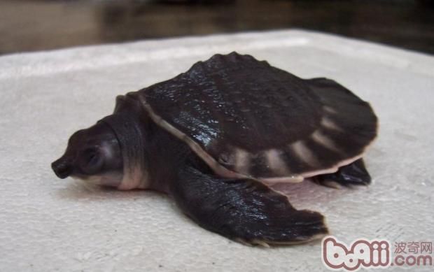 豬鼻龜與龍魚(yú)混養(yǎng)好嗎：豬鼻龜和龍魚(yú)可以混養(yǎng)嗎