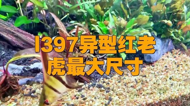 老虎魚可以長多大
