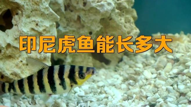 老虎魚可以長多大