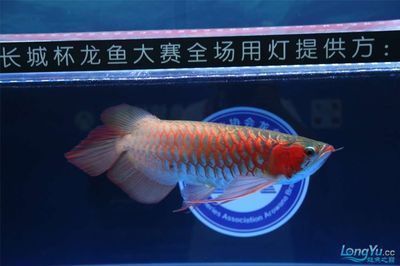 龍魚燈怎么放不會掉眼睛里：龍魚燈放置時應注意避免直接接觸眼睛以防不慎掉入