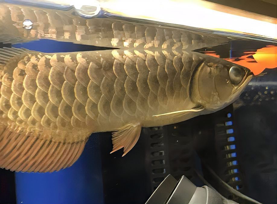 龍魚蒙眼多久會死？ 龍魚蒙眼多久會死？ 龍魚百科 第11張