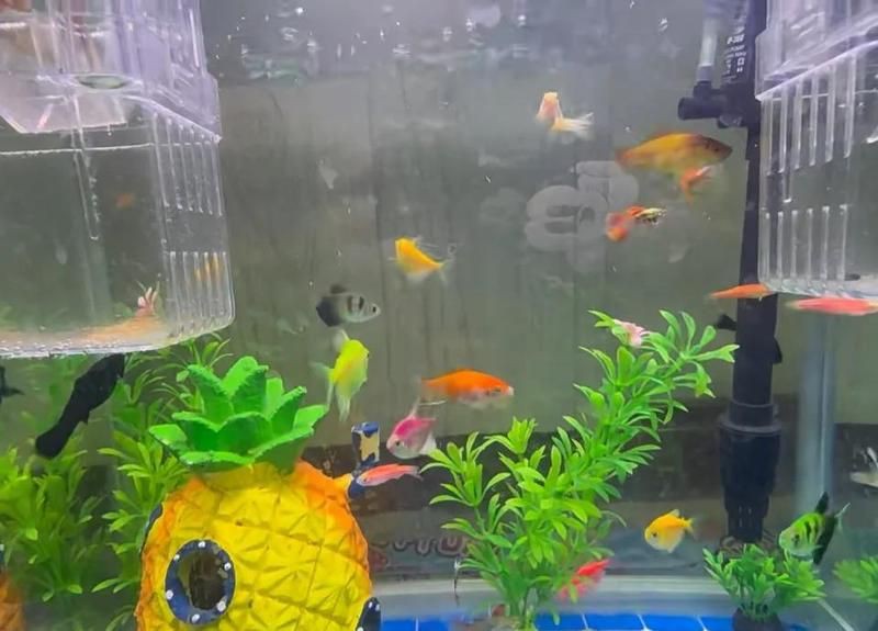 如何預防龍魚病理性拖便