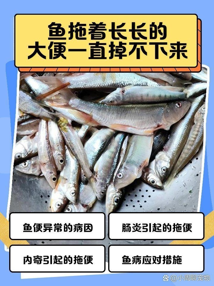 如何預防龍魚病理性拖便