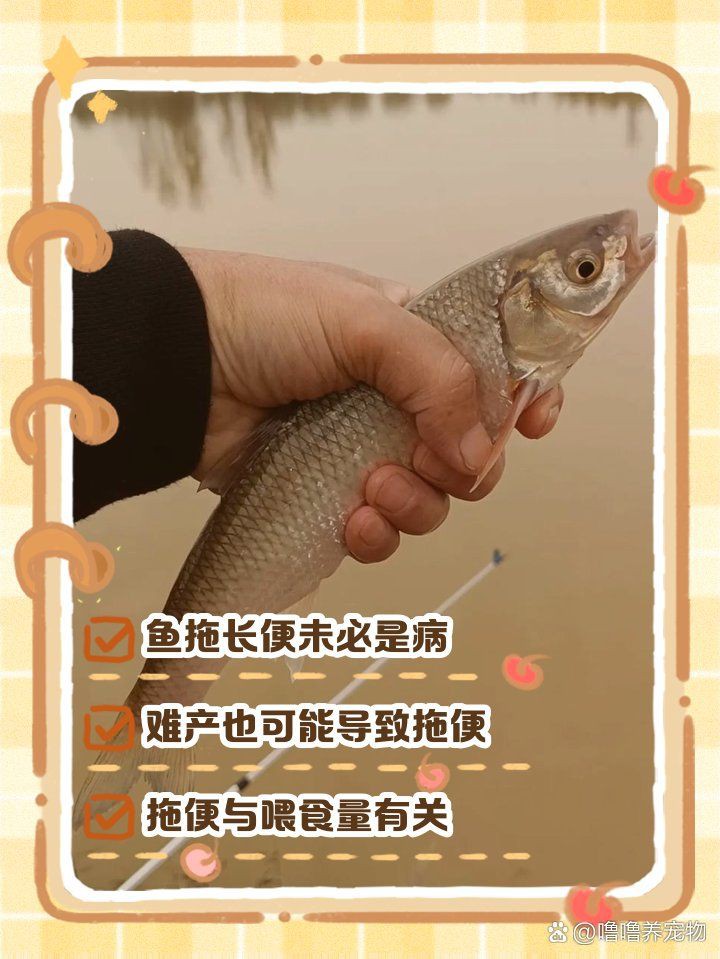如何預防龍魚病理性拖便