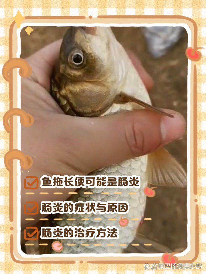 如何預防龍魚病理性拖便