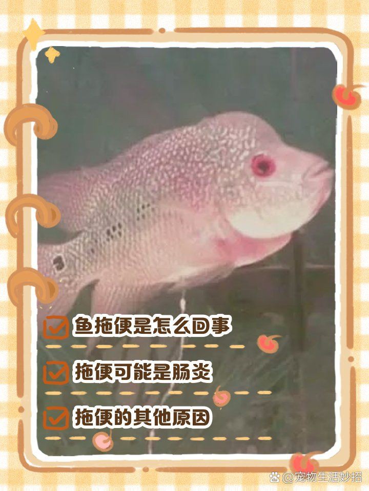 如何預防龍魚病理性拖便