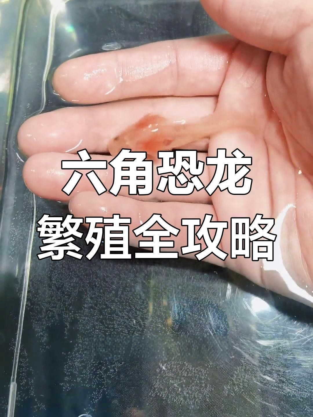 六角恐龍繁殖時需要注意什么？