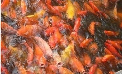 龍魚換水之后趴缸了：龍魚換水后出現趴缸現象，龍魚趴缸的緊急處理方法
