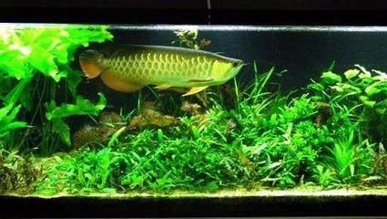 龍魚缸多大合適擺放：龍魚缸養(yǎng)龍魚缸擺放位置龍魚缸擺放位置一般360問答