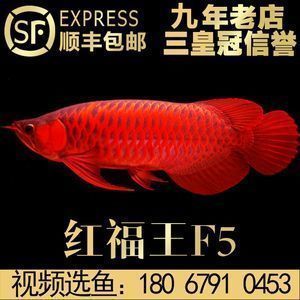 紅龍魚(yú)什么價(jià)格好（紅龍魚(yú)市場(chǎng)價(jià)格走勢(shì)分析） 紅龍魚(yú)什么價(jià)格好（紅龍魚(yú)市場(chǎng)價(jià)格走勢(shì)分析） 龍魚(yú)百科 第1張