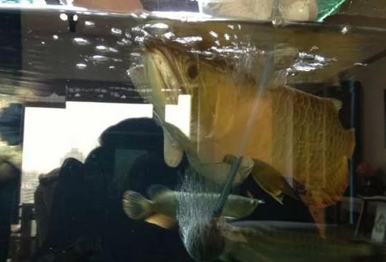 龍魚抖鰭蹭缸用黃粉可以嗎：龍魚抖鰭蹭缸可以用黃粉治療嗎
