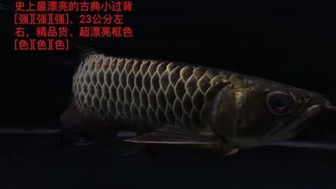 小過背金龍魚視頻：關于小過背金龍魚的視頻 小過背金龍魚視頻：關于小過背金龍魚的視頻 龍魚百科 第3張