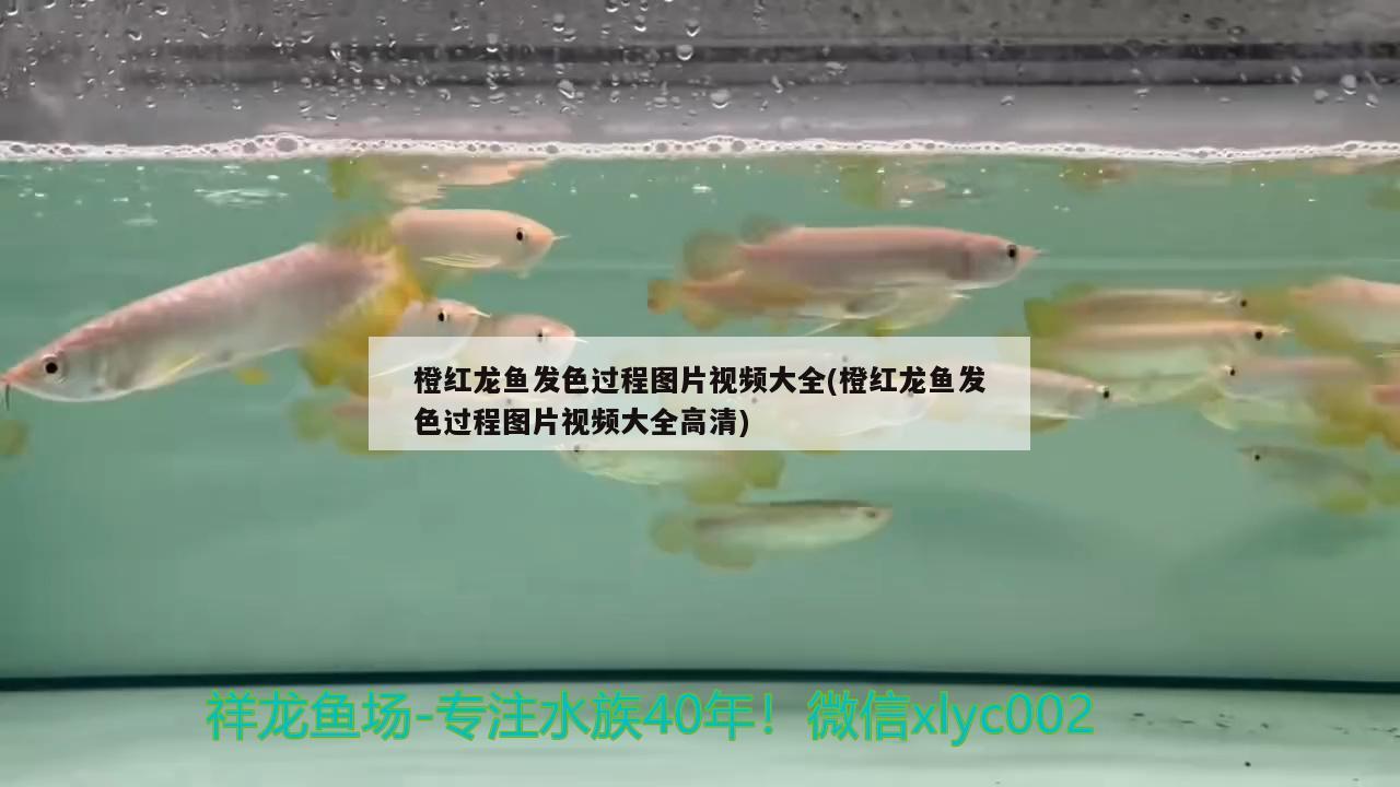 橙紅龍魚發色過程圖片視頻大全(橙紅龍魚發色過程圖片視頻大全高清)