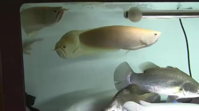 金龍魚和關刀魚混養：關于金龍魚和關刀魚混養的注意事項