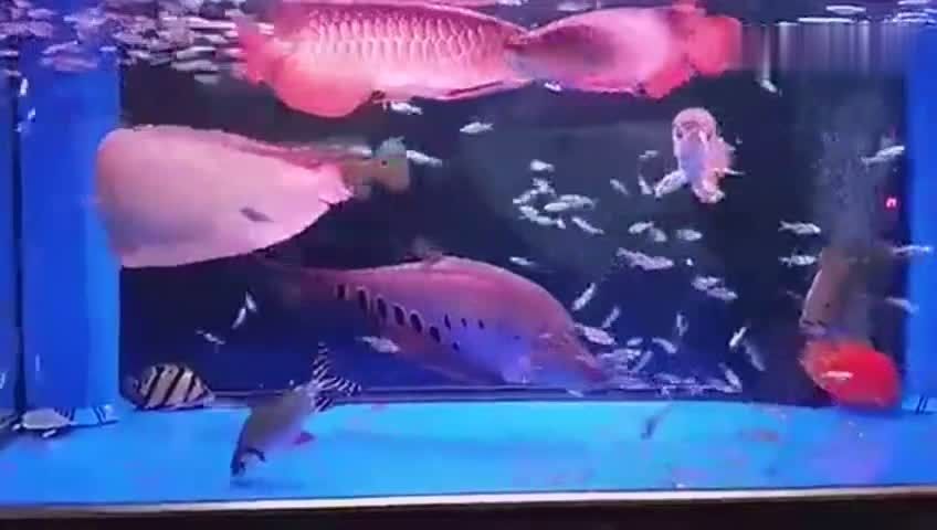 金龍魚和關刀魚混養：關于金龍魚和關刀魚混養的注意事項