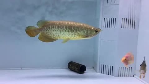 養金龍魚的技巧有哪些：養金龍魚需要注意以下幾個方面就是養金龍魚的一些技巧和注意事項