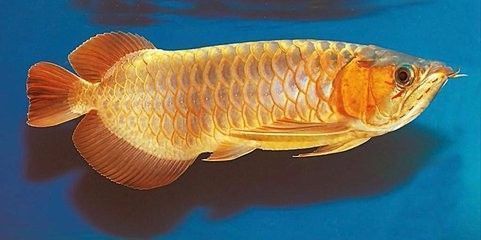 龍魚的過濾系統（如何選擇適合龍魚的過濾器）