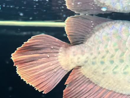 紅龍魚變白什么原因啊怎么治療