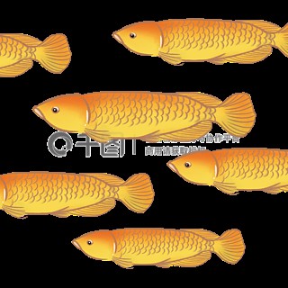 金龍魚線描圖片素材下載 金龍魚線描圖片素材下載 龍魚百科 第2張