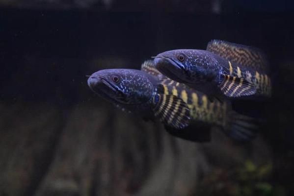 雷龍魚(yú)黃金眼鏡蛇，雷龍魚(yú)黃金眼鏡蛇的天敵有哪些雷龍魚(yú)黃金眼鏡蛇市場(chǎng)價(jià)格