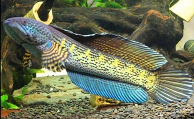 雷龍魚黃金眼鏡蛇，雷龍魚黃金眼鏡蛇的天敵有哪些雷龍魚黃金眼鏡蛇市場價格