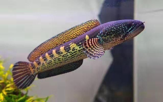 雷龍魚黃金眼鏡蛇，雷龍魚黃金眼鏡蛇的天敵有哪些雷龍魚黃金眼鏡蛇市場價格