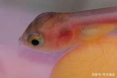 龍魚拉的屎是白色的嗎 龍魚拉的屎是白色的嗎 龍魚百科 第3張