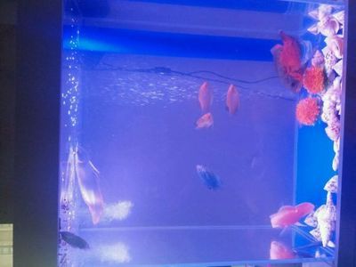 龍魚拉的屎是白色的嗎 龍魚拉的屎是白色的嗎 龍魚百科 第4張