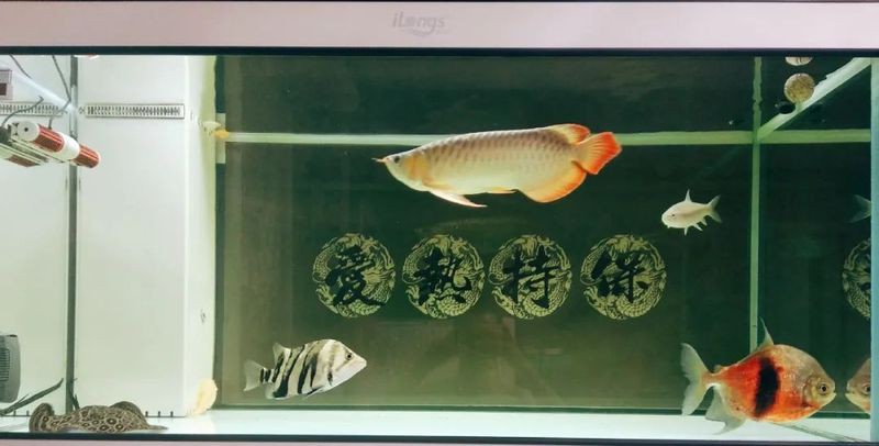 甲硝唑對龍魚安全嗎？