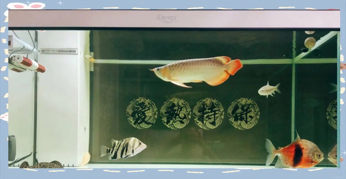 甲硝唑對龍魚安全嗎？