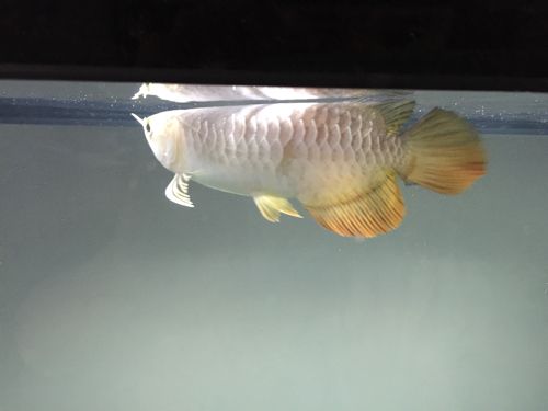 用藥泡過的金龍魚：用藥泡過的金龍魚可能會對人體健康產生不利影響